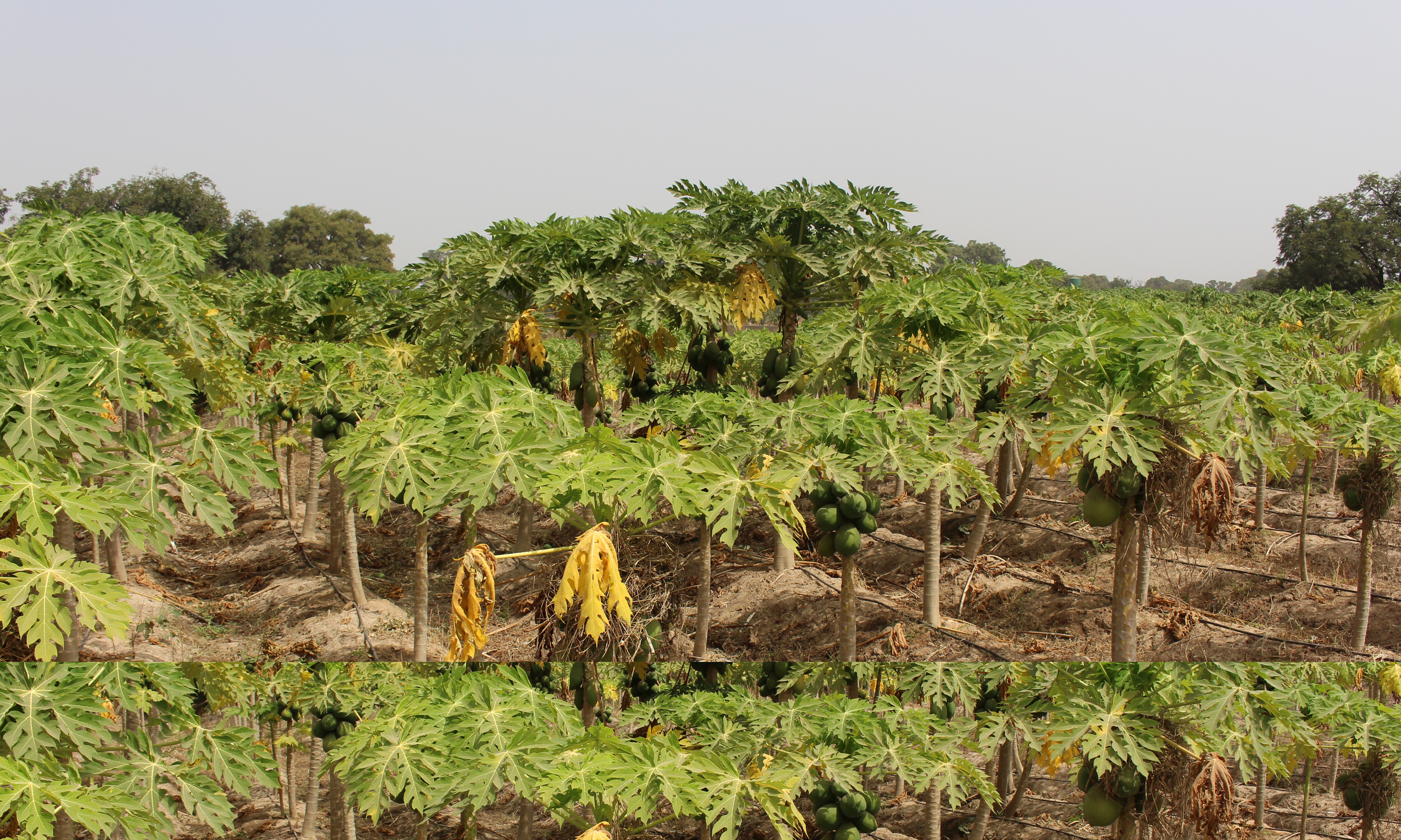 ActiverSystème d'irrigation pour une culture de papaye 